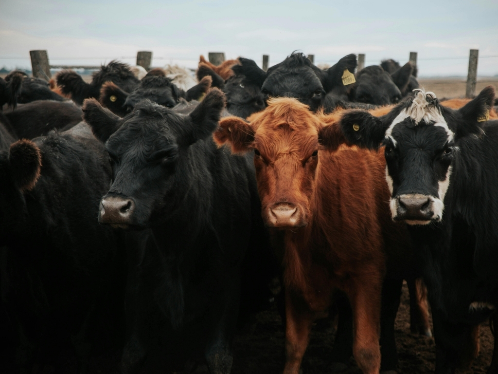 Herd of beef cattle