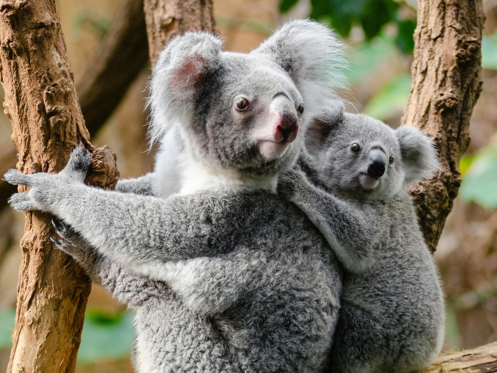 Koala in a tree with a baby koala hanging on her back