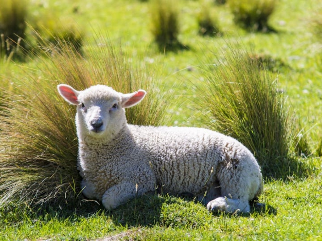 A sheep lying in a field