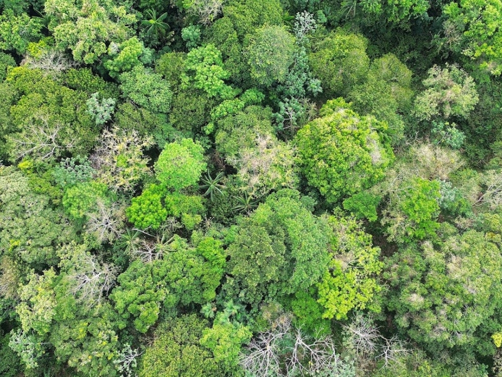 Trees seen from above